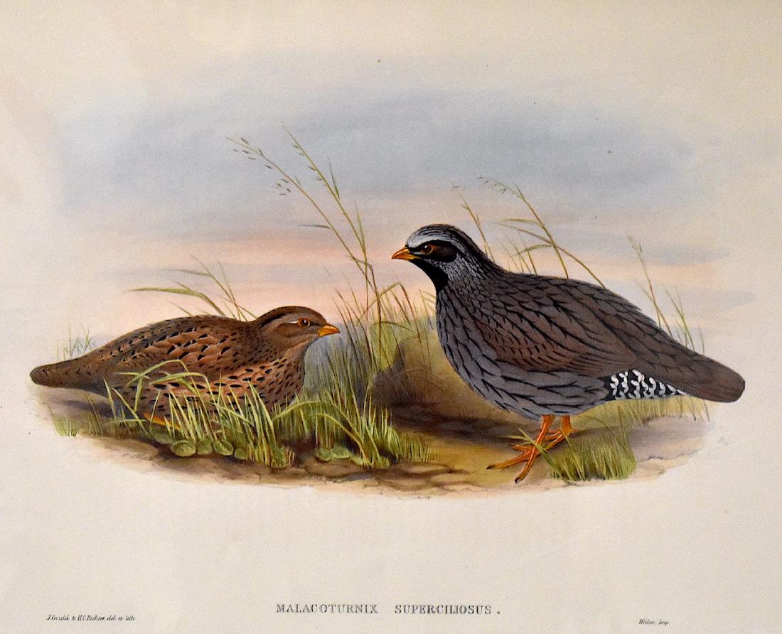 J. Gould Lithograph: Slate-Coloured Partridge: John Gould (1804-1881) Malacoturnix Superciliosus. Hand colored ornithological lithograph. Lithographers: J. Gould, H.C. Richter . Impr. Walter 21 1/4" x 14 1/2"