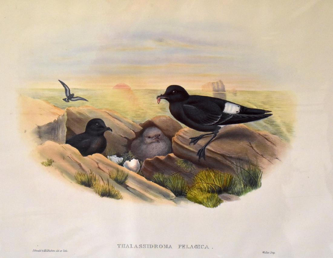 J. Gould Lithograph: Storm Petrel: John Gould (1804-1881) Thalassidroma Pelagica. With text. Hand colored ornithological lithograph. Lithographers: J. Gould,, H.C. Richter, Impr. Walter. . 21 1/4" x 14 1/2"