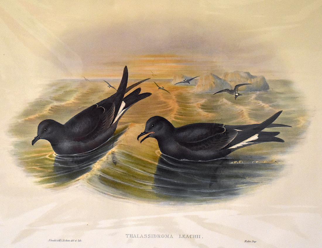 J. Gould Lithograph: Fork Tailed Storm Petrel: John Gould (1804-1881) Thalassidroma Leachii. Hand colored ornithological lithograph. Lithographers: J. Gould, H.C. Richter, Impr. Walter. 21 1/4" x 14 1/2"
