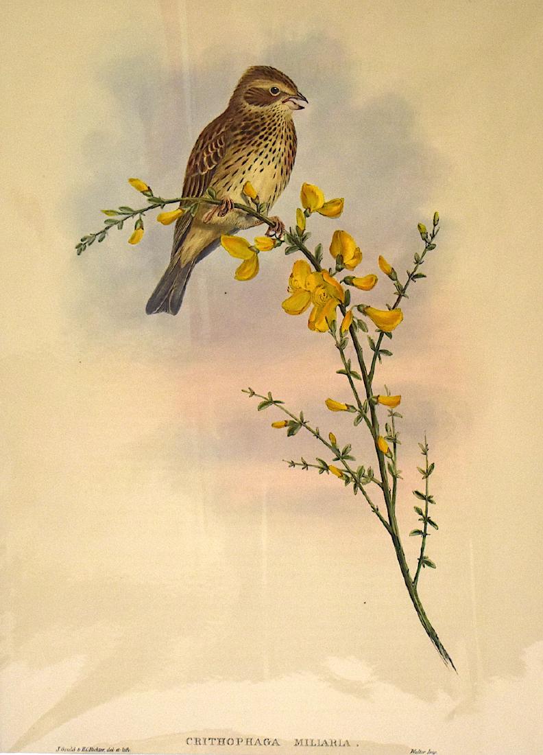 J. Gould Lithograph: Common Bunting: John Gould (1804-1881) Crithophaga Miliaria. With text. Hand colored ornithological lithograph. Lithographers: J. Gould, H.C. Richter, Impr. Walter . 21 1/4" x 14 1/2"