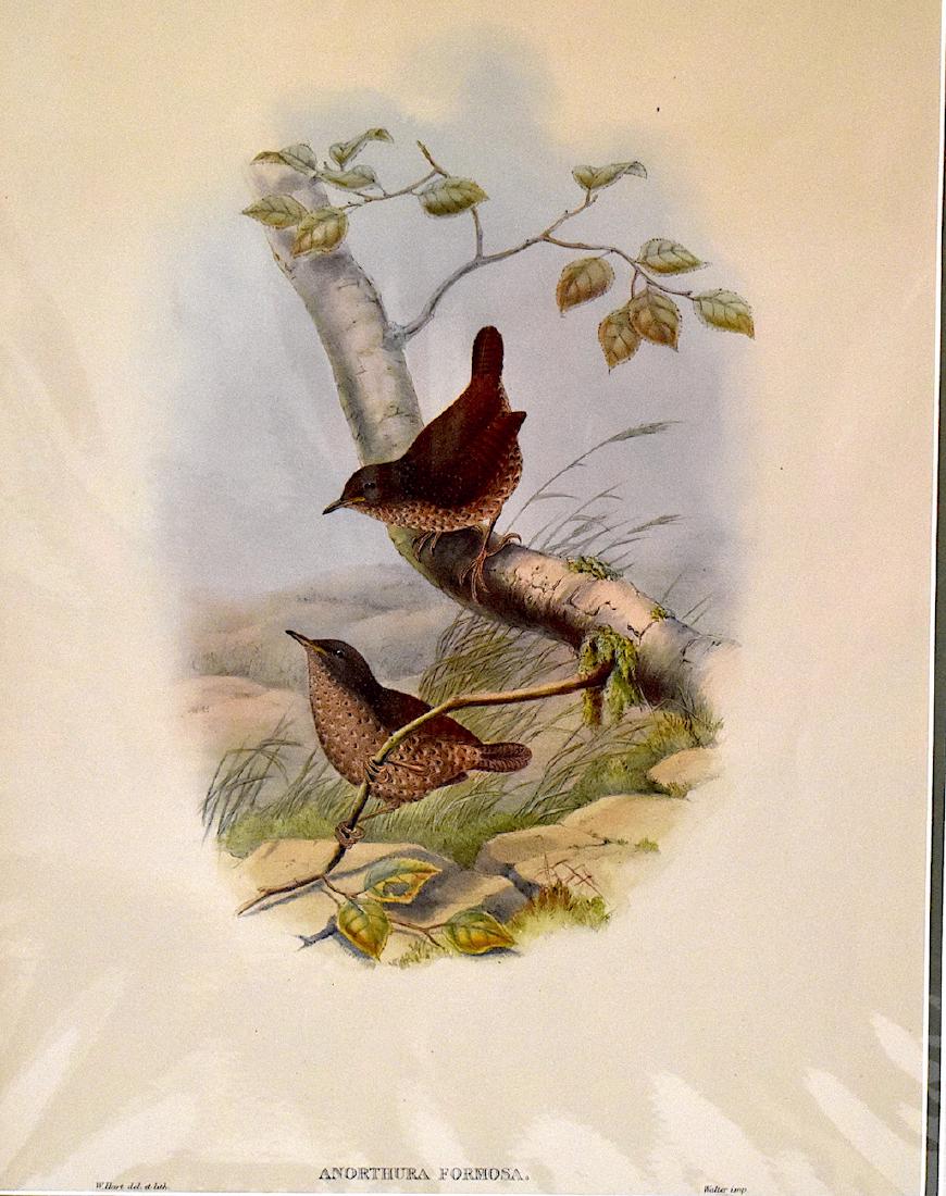 J. Gould Lithograph: Spotted Wren: John Gould (1804-1881) Anorthura Formosa. With text. Hand colored ornithological lithograph. Lithographer W. Hart. Walter Impr. 21 1/4" x 14 1/2"
