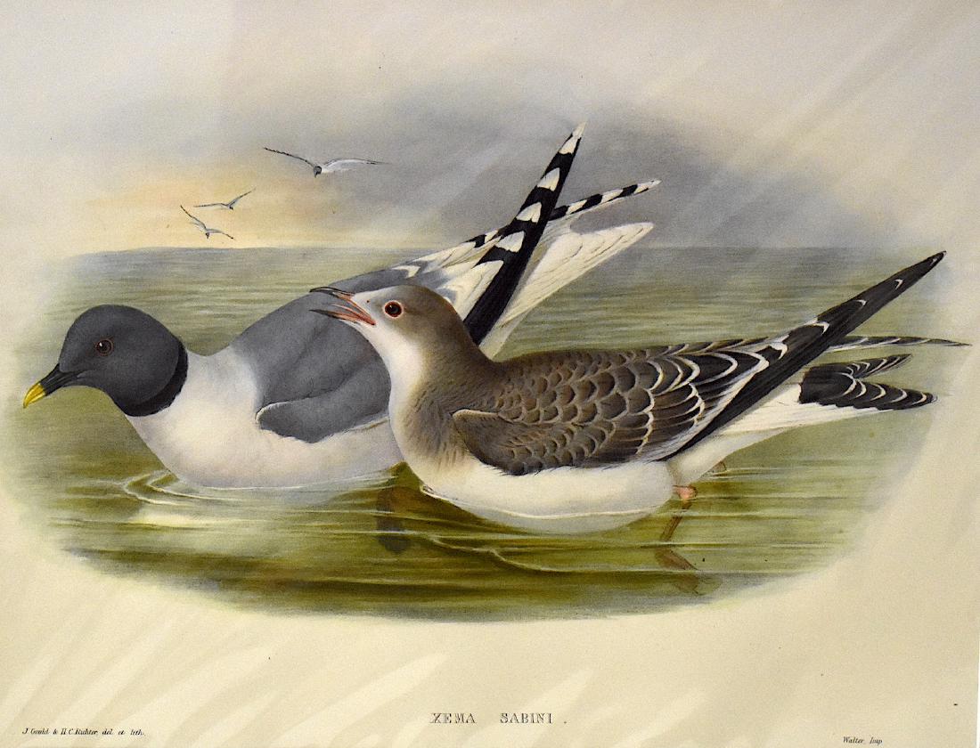 J. Gould Lithograph: Sabines Gull: John Gould (1804-1881) Xema Sabini. With text. Hand colored ornithological lithograph. Lithographers: J. Gould, H.C. Richter, Impr. Walter. . 21 1/4" x 14 1/2"