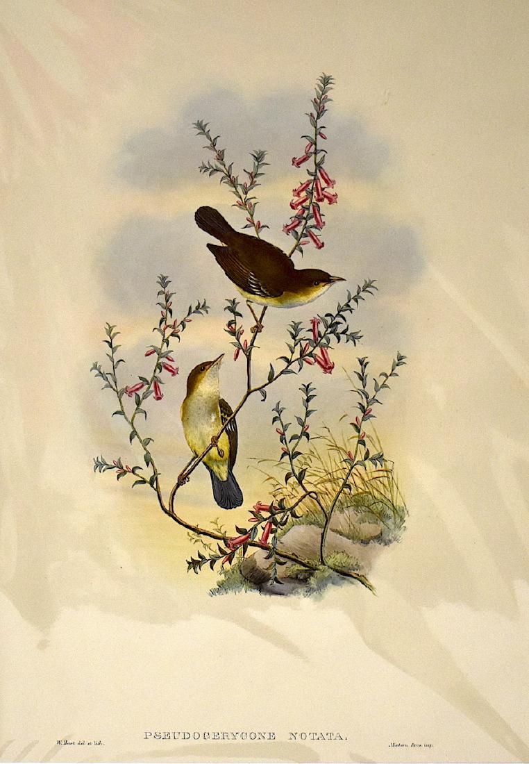 W. Hart Hand Colored Lithograph: Pseudogerygone Notata. Mintern Bros imp. No text Mintern Bros. Imp. 21 1/4" x 14 1/2"