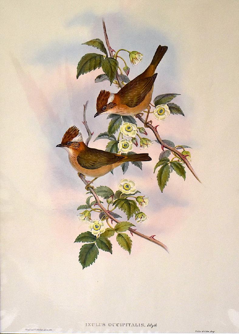 J. Gould Lithograph: Thick-Billed Ixulus: John Gould (1804-1881) Ixulus Occipitalis. With text. Hand colored ornithological lithograph. Lithographers: J. Gould,, H.C. Richter, Impr. Walter & Cohn . . 21 1/4" x 14 1/2"