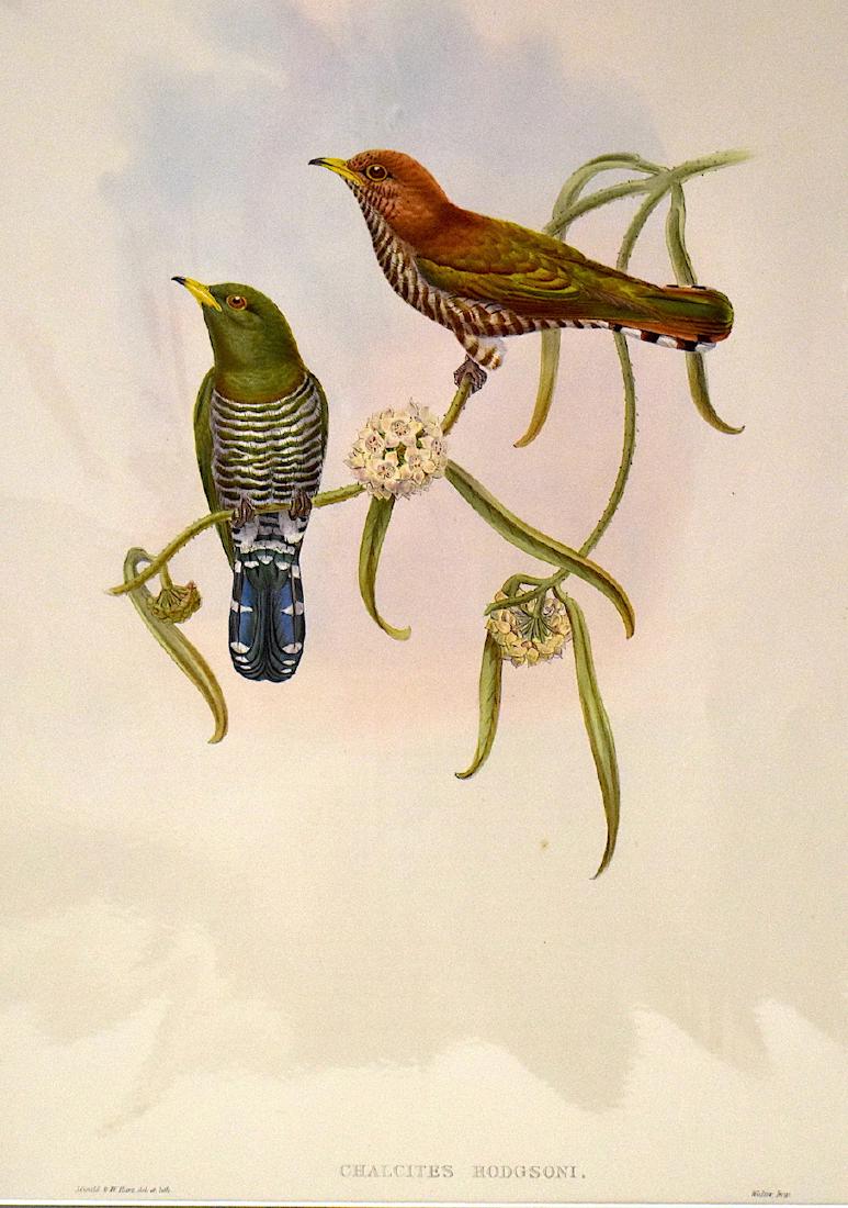J. Gould Lithograph: Emerald Cuckoo: John Gould (1804-1881) Chalcites Hodgsoni. With text. Hand colored ornithological lithograph. Lithographers: J. Gould, , W. Hart. Walter, Impr. . 21 1/4" x 14 1/2"