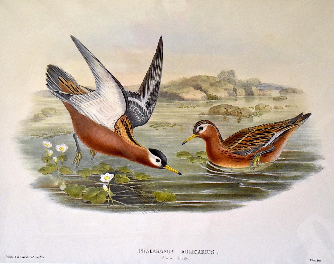 J. Gould Lithograph: Grey Phalarope: John Gould (1804-1881) Phalaropus Fulicarius. With text. Hand colored ornithological lithograph. Lithographers: J. Gould, W. Hart. Impr. Walter 21 1/4" x 14 1/2"