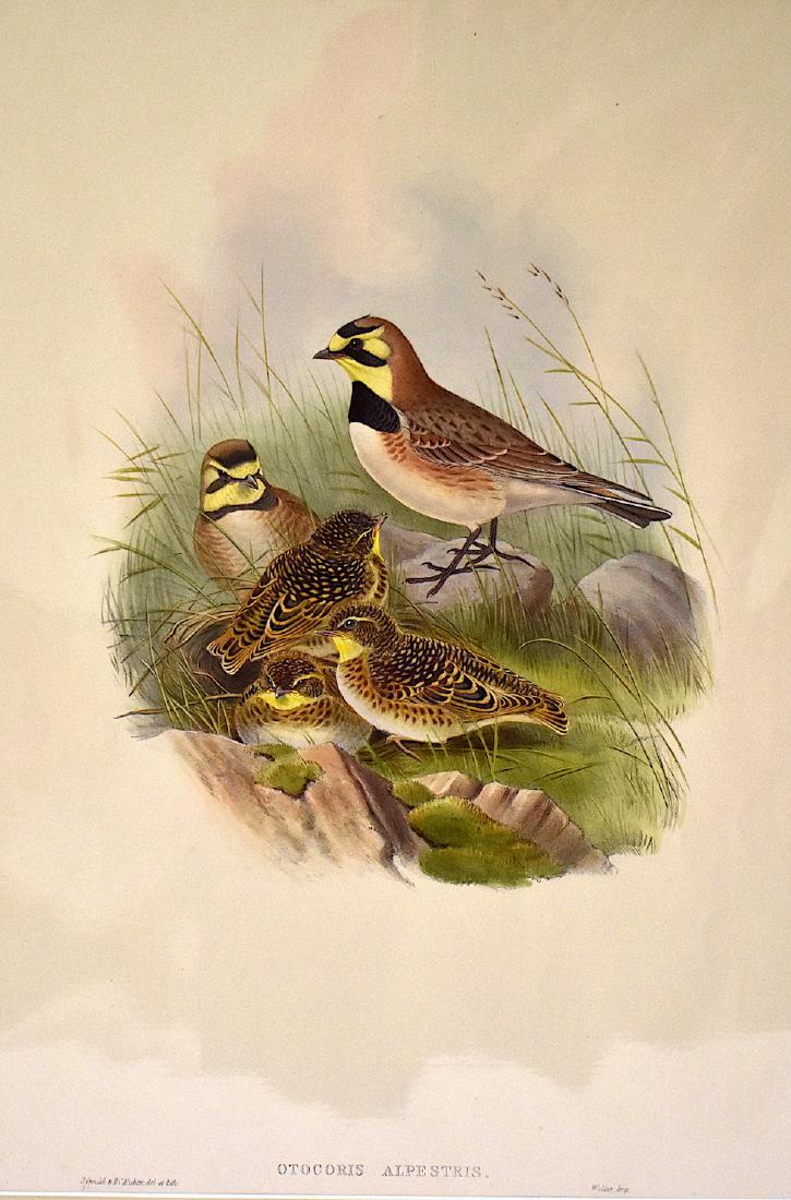 J. Gould Lithograph: European Alpine Swift: John Gould (1804-1881) Otocoris Alpestris. Hand colored ornithological lithograph. Lithographers: J. Gould, H.C. Richter, Walter, Impr. 21 1/4" x 14 1/2"