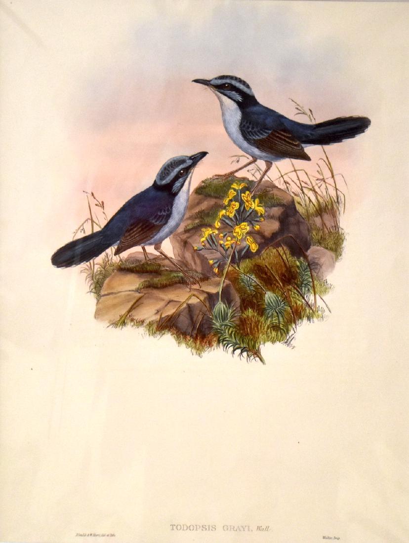J. Gould Lithograph: Gray'S Todopsis: John Gould (1804-1881) Todopsis Grayi. Hand colored ornithological lithograph. Lithographers: J. Gould, W. Hart. Impr. Walter 21 1/4" x 14 1/2"