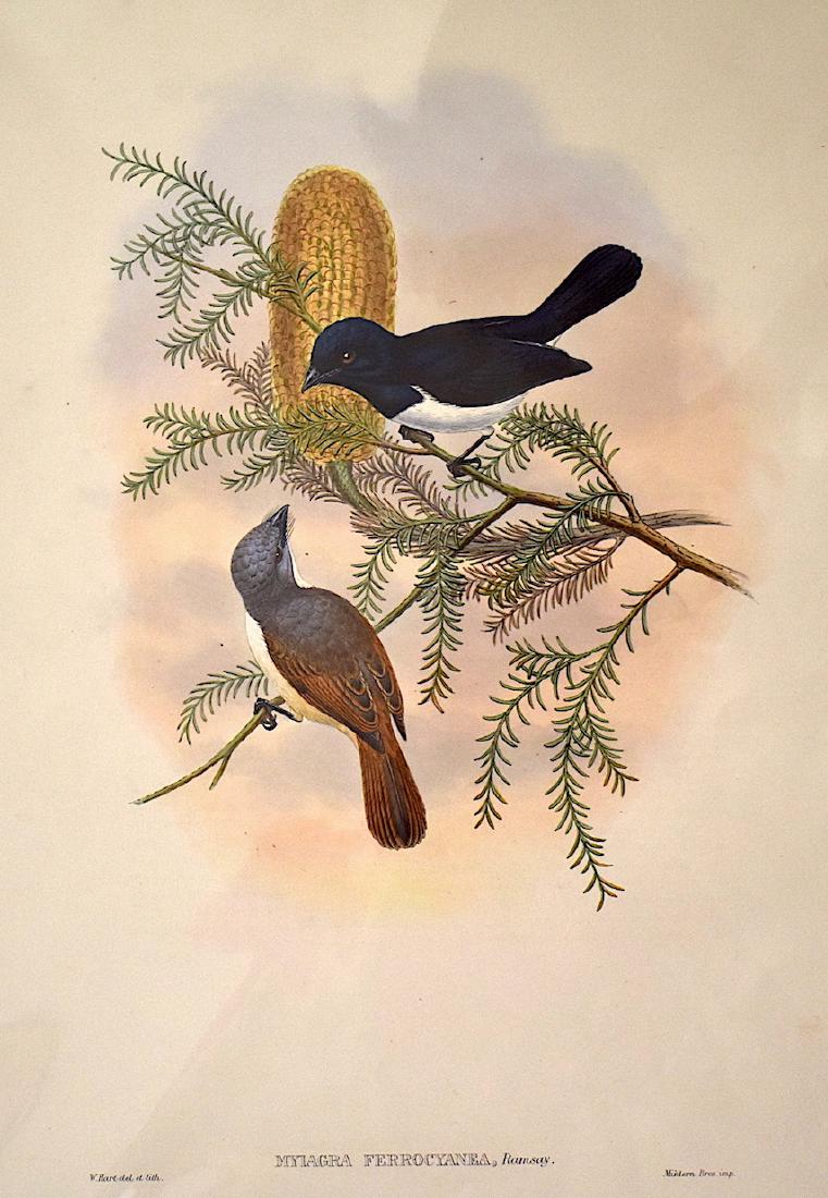 J. Gould Lithograph: Fawntail Flycatcher: John Gould (1804-1881) Myiagra Ferrocyanea. Hand colored ornithological lithograph. Lithographers: , W. Hart. Mintern Bros. Impr. . 21 1/4" x 14 1/2"
