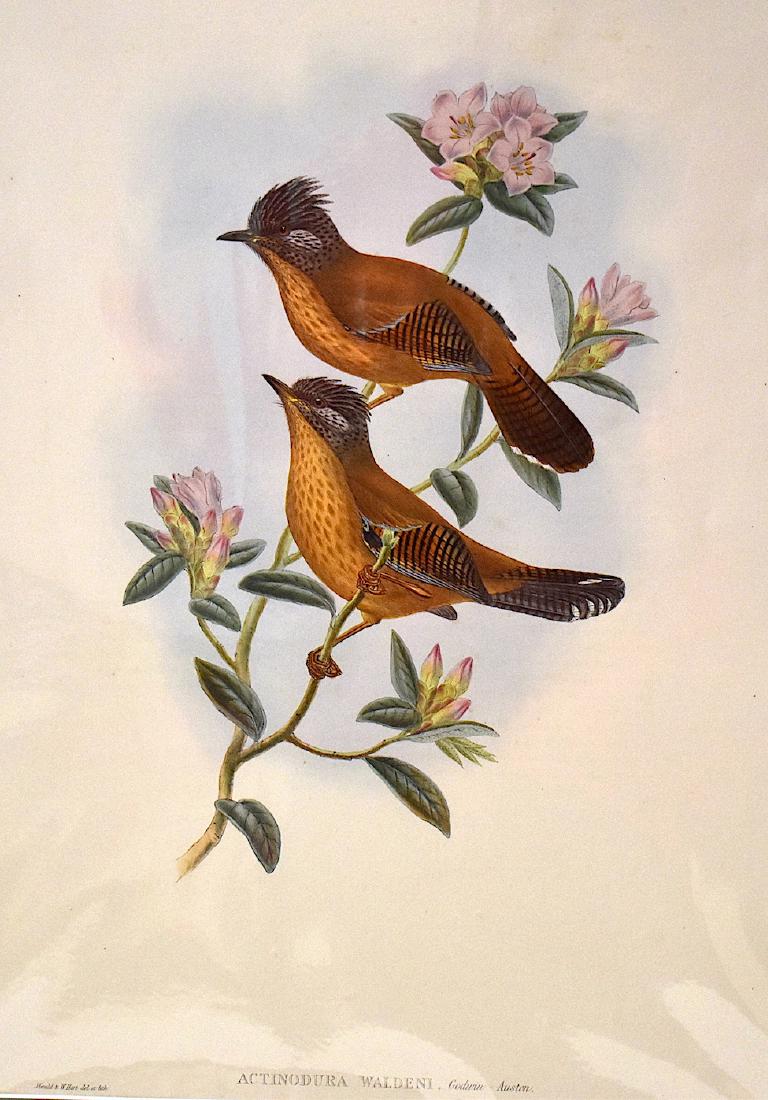 J. Gould Lithograph: Waldens Actinodura: John Gould (1804-1881) Actinodura Waldenii. With text. Hand colored ornithological lithograph. Lithographers: J. Gould, W. Hart. Impr. Walter . 21 1/4" x 14 1/2"