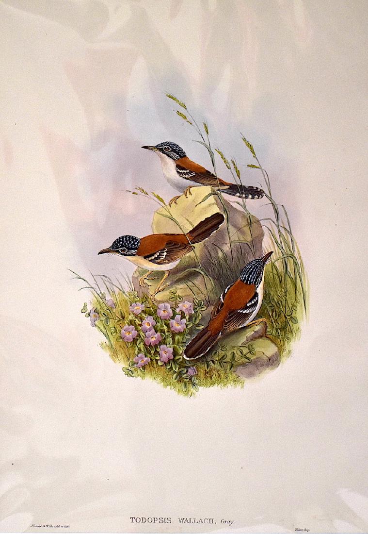 J. Gould Lithograph: Wallaces Todopsis: John Gould (1804-1881) Todopsis Wallacii. Hand colored ornithological lithograph. Lithographers: J. Gould, , W. Hart. Walter, Impr. . 21 1/4" x 14 1/2"