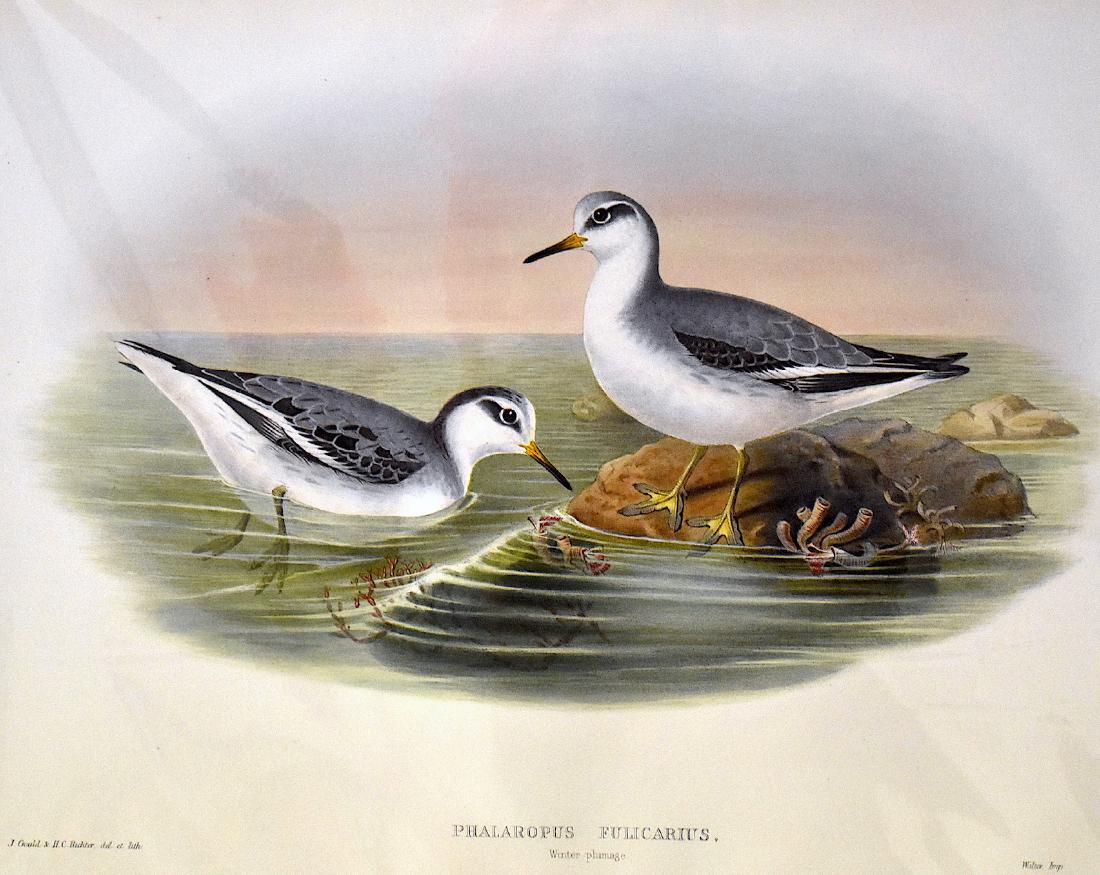 J. Gould Lithograph: Grey Phalarope: John Gould (1804-1881) Phalaropus Fulicarius. Hand colored ornithological lithograph. Lithographers: J. Gould,, H.C. Richter, Impr. Walter . . 21 1/4" x 14 1/2"