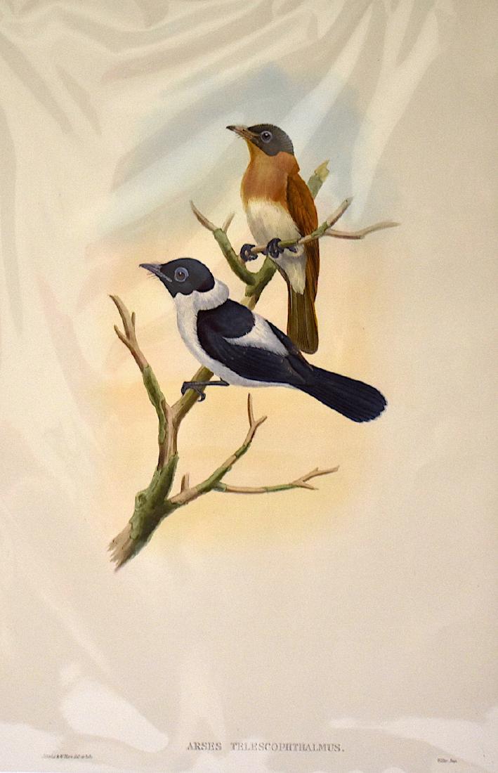 J. Gould Lithograph: Frilled Necked Flycatcher: John Gould (1804-1881) Arses Telescophthalmus. Hand colored ornithological lithograph. Lithographers: J. Gould, W. Hart. Impr. Walter . 21 1/4" x 14 1/2"