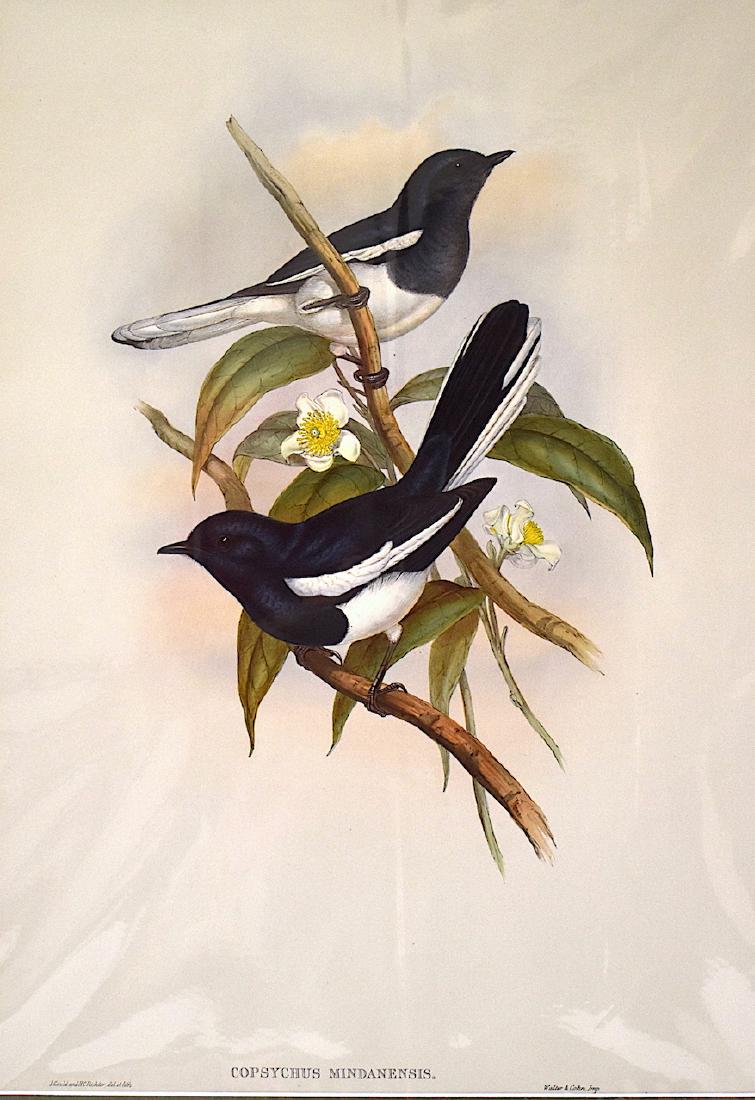 J. Gould Lithograph: Malacca Dial Bird: John Gould (1804-1881) Copsychus Mindanensis. With text. Hand colored ornithological lithograph. Lithographers: J. Gould, H.C. Richter, Imp. Walter & Cohn. . 21 1/4" x 14 1/2"