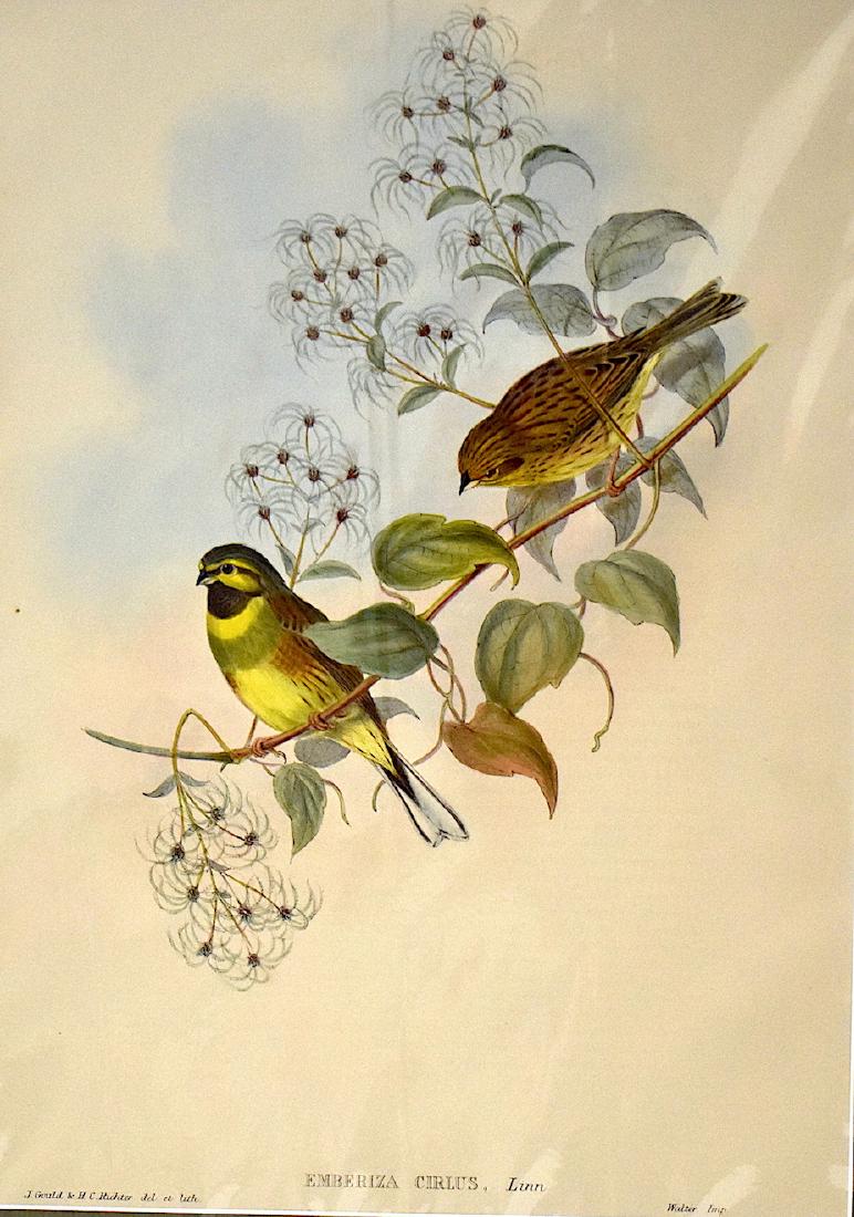 J. Gould Lithograph: Cirl Bunting: John Gould (1804-1881) Emberiza Cirlus. With text. Hand colored ornithological lithograph. Lithographers: J. Gould,, H.C. Richter. Impr. Walter . 21 1/4" x 14 1/2"