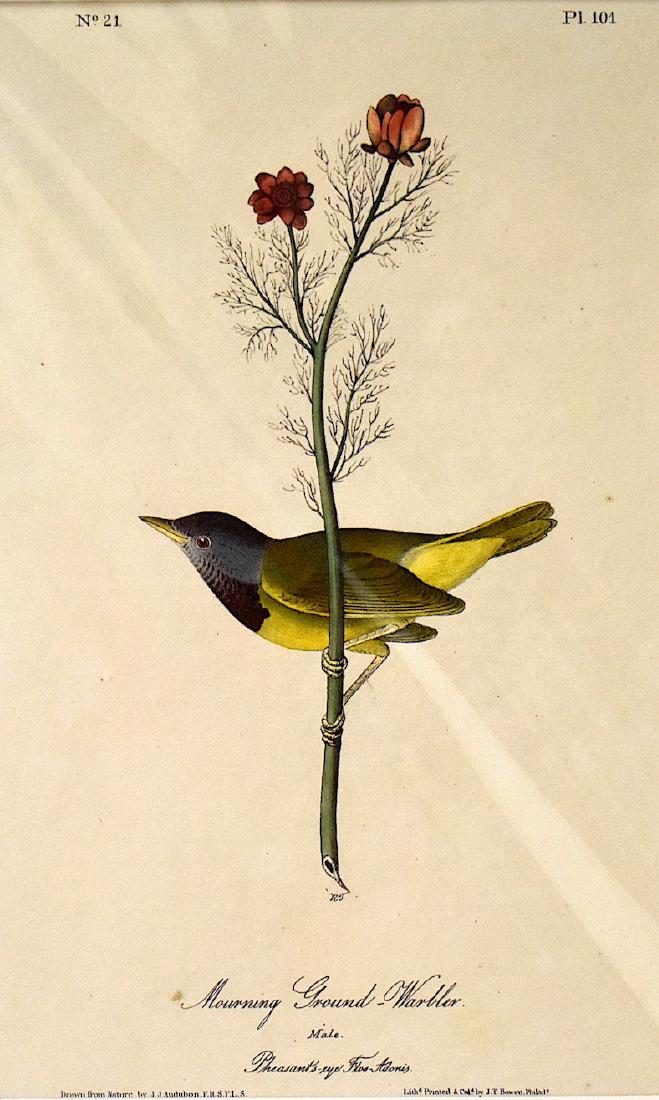 J.J. Audubon. Octavo. Mourning Ground Warbler No.101: J.J. Audubon, Plate No.101 Mourning Ground Warbler. With text. From the Royal Octavo Edition of The Birds of America.1840-1844. First Edition. Lithographed and hand-colored by J.T. Bowen in Philadelph