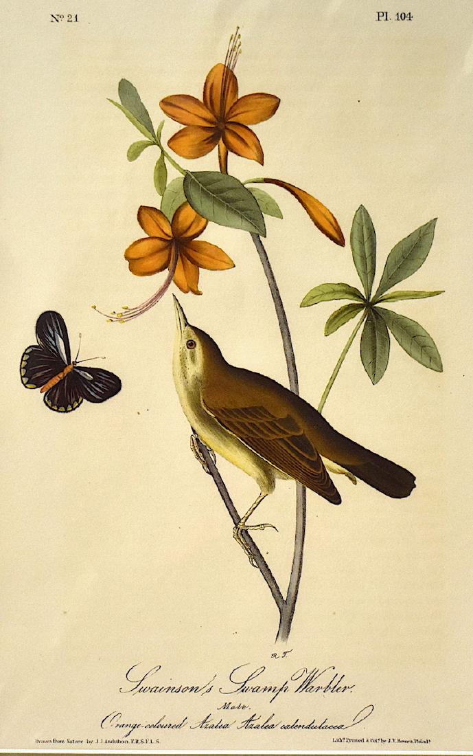 J.J. Audubon. Octavo. Swainson's Swamp Warlbler No.104: J.J. Audubon, Plate No.104 Swainson's Swamp Warlbler. With text. From the Royal Octavo Edition of The Birds of America.1840-1844. First Edition. Lithographed and hand-colored by J.T. Bowen in Philadel