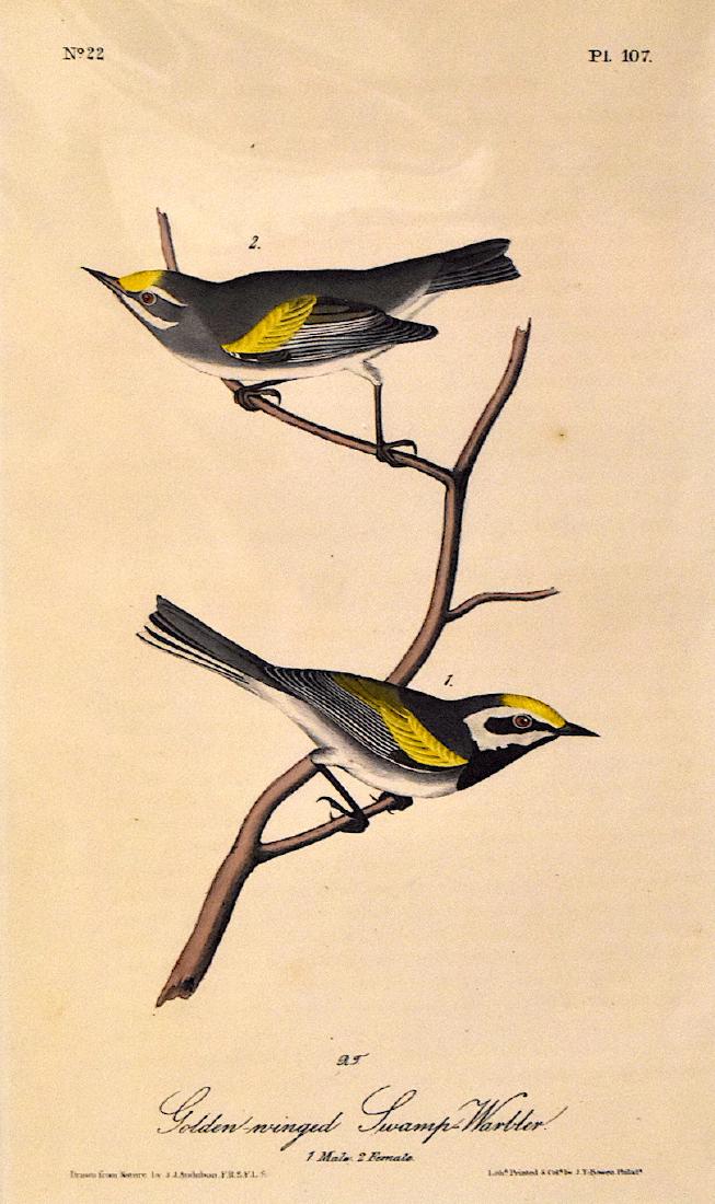 J.J. Audubon. Octavo. Golden-Winged Swamp Warbler: J.J. Audubon, Plate No.107 Golden-Winged Swamp Warbler From the Royal Octavo Edition of The Birds of America.1840-1844. First Edition. Lithographed and hand-colored by J.T. Bowen in Philadelphia and N