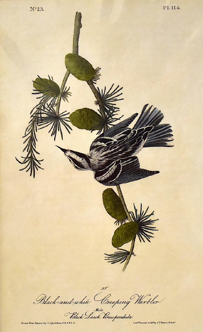 J.J. Audubon. Octavo. Black And White Creeping Warbler: J.J. Audubon, Plate No.114 Black And White Creeping Warbler. With text. From the Royal Octavo Edition of The Birds of America.1840-1844. First Edition. Lithographed and hand-colored by J.T. Bowen in P