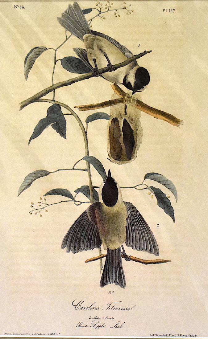 J.J. Audubon. Octavo. Carolina Titmouse No.127: J.J. Audubon, Plate No.127 Carolina Titmouse. With text. From the Royal Octavo Edition of The Birds of America.1840-1844. First Edition. Lithographed and hand-colored by J.T. Bowen in Philadelphia and