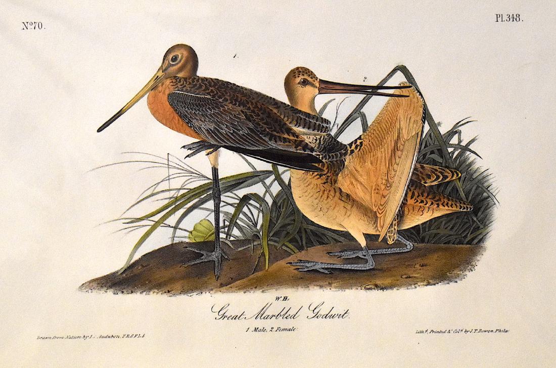 J.J. Audubon. Octavo. Great Marbled Godwit No.348: J.J. Audubon, Plate No.348 Great Marbled Godwit. With text. From the Royal Octavo Edition of The Birds of America.1840-1844. First Edition. Lithographed and hand-colored by J.T. Bowen in Philadelphia