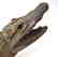 Late 19th C. Taxidermy Alligator - 3