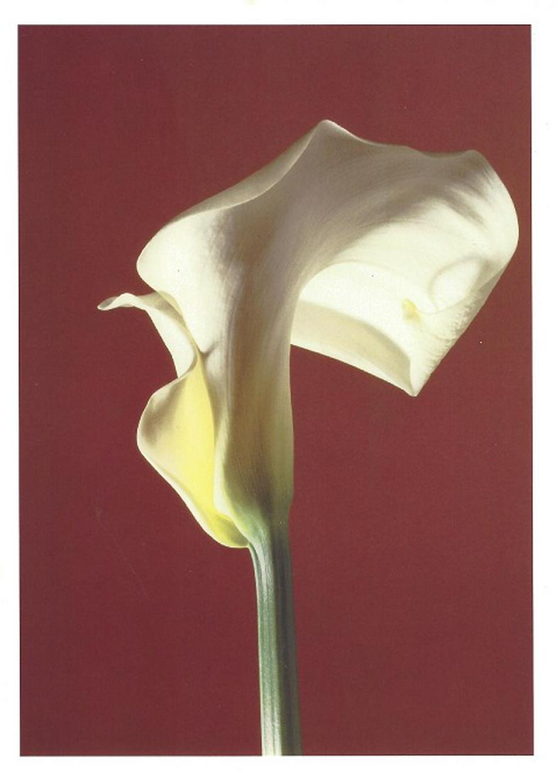 Robert Mapplethorpe Original Press Photo: Robert Mapplethorpe, 7" x 5" press photo, used in a magazine in 1988. It comes with details by the photographer for publicity. The photo is printed on double weight gloss paper and is in good conditio