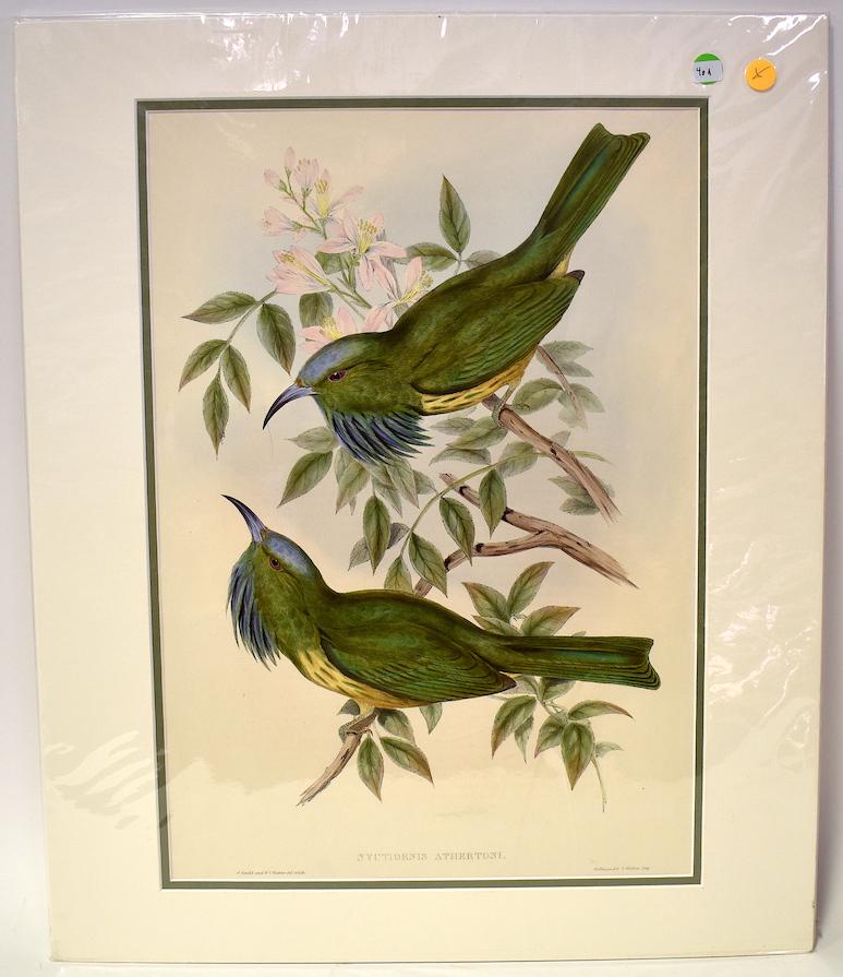 J. Gould & H.C. Richter. Lithograph. Nyctiornis: Blue-Throated Nyctiornis. J. Gould & H.C. Richter. Hallmandel & Walten. Gallery Matted. Unopened. With Text 24 x 20