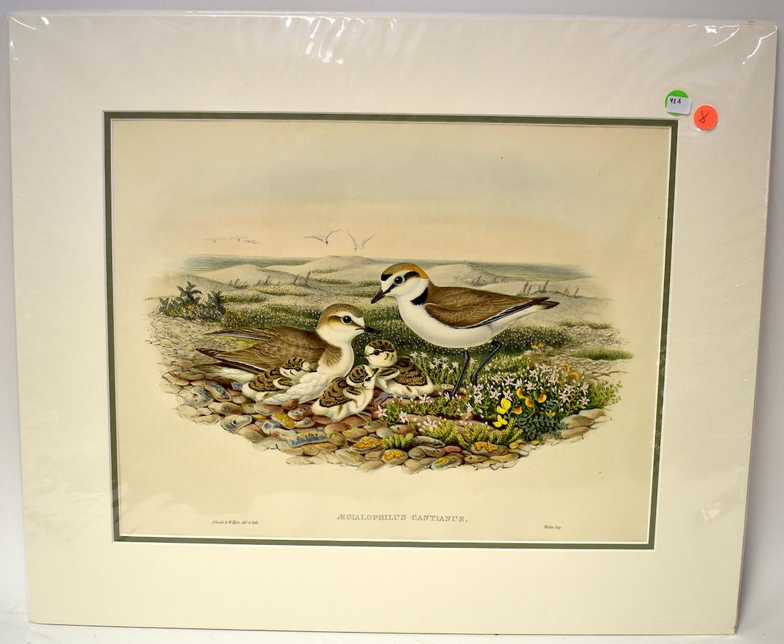 J.Gould & W. Hart. Lithograph. Aegialophilus Cantianus: Kentish Plover. J.Gould & H.C. Richter. Walter. Gallery Matted. Unopened. With Text. 24x20