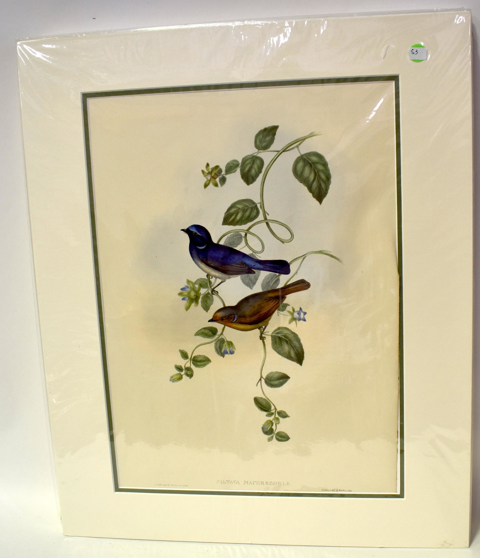 J.Gould & H.C. Richter. Lithograph. Niltava Macgegorlae: MacGregor's Niltava. J.Gould & H.C. Richter. Hallmandell & Walton. Gallery Matted. Unopened. With Text. 24x20
