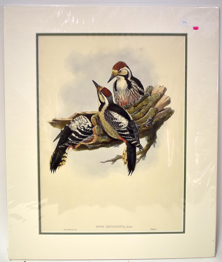 J. Gould & W. Hart Lithograph. Picus Leuconotus: White-Backed Woodpecker. J.Gould & W.Hart, Walter IMP. Gallery Matted. With Text. 24x20