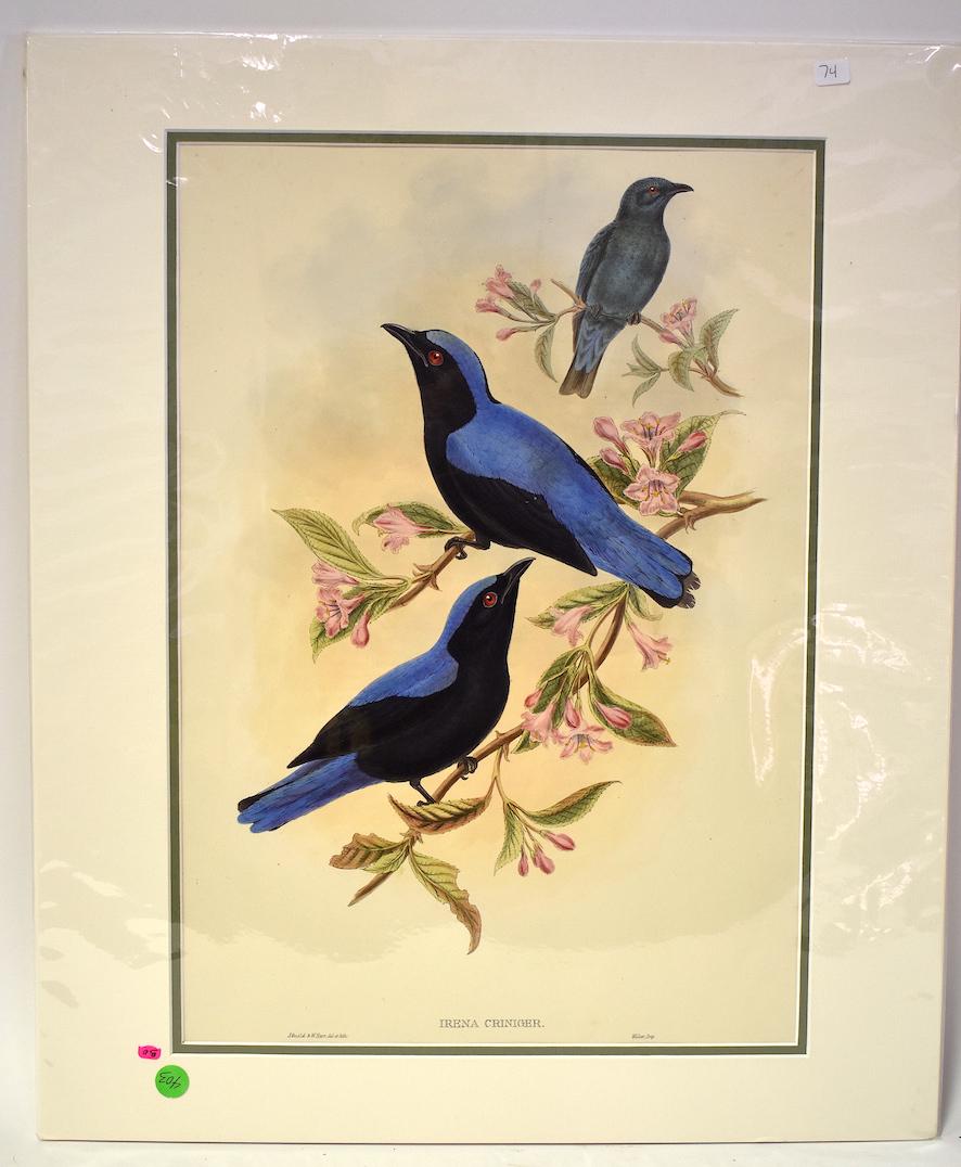 J. Gould & W.Hart. Lithograph. Irena Criniger: Bornean Fairy Bluebird. J.Gould & W.Hart, Walter IMP. Gallery Matted. With Text. 24x20