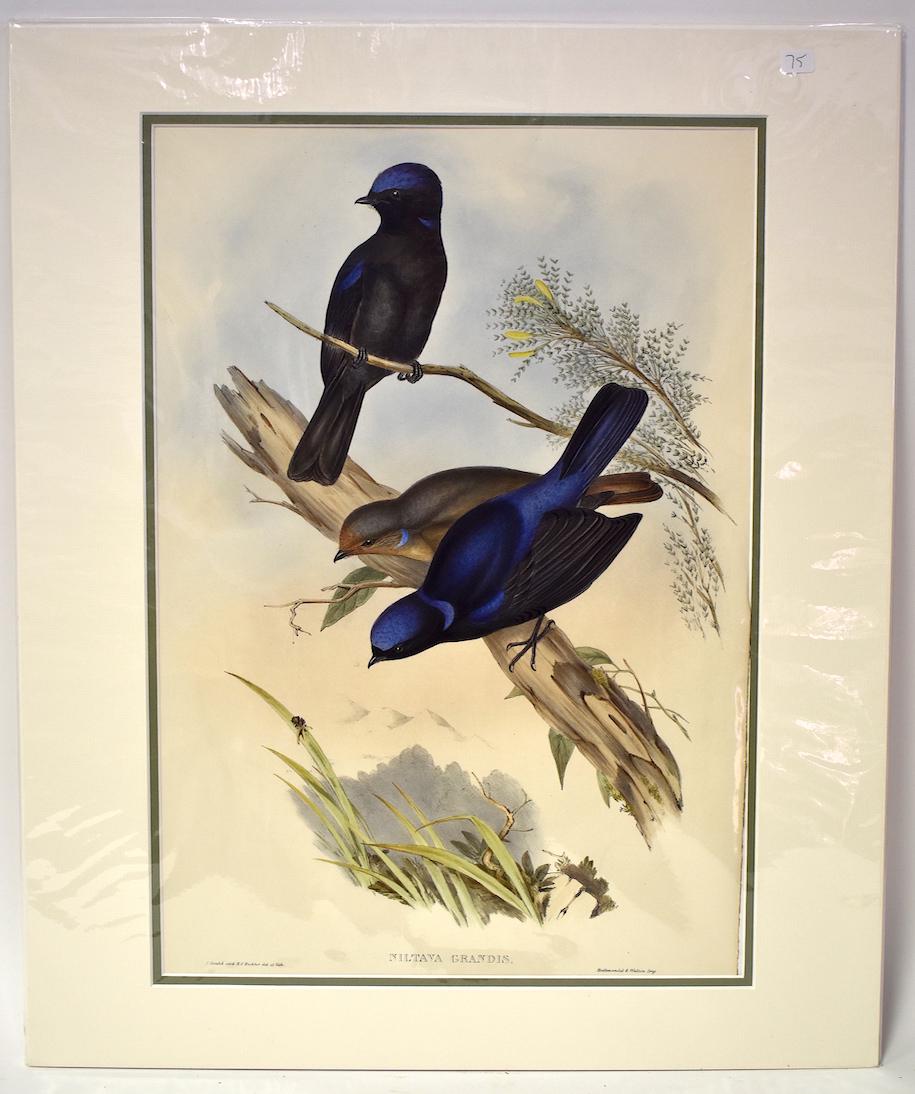 J. Gould & H.C. Richter. Lithograph. Niltava Grandis: Grand Niltava. J. Gould & H.C. Richter. Hallmandel & Walten. Gallery Matted. With Text. 24x20