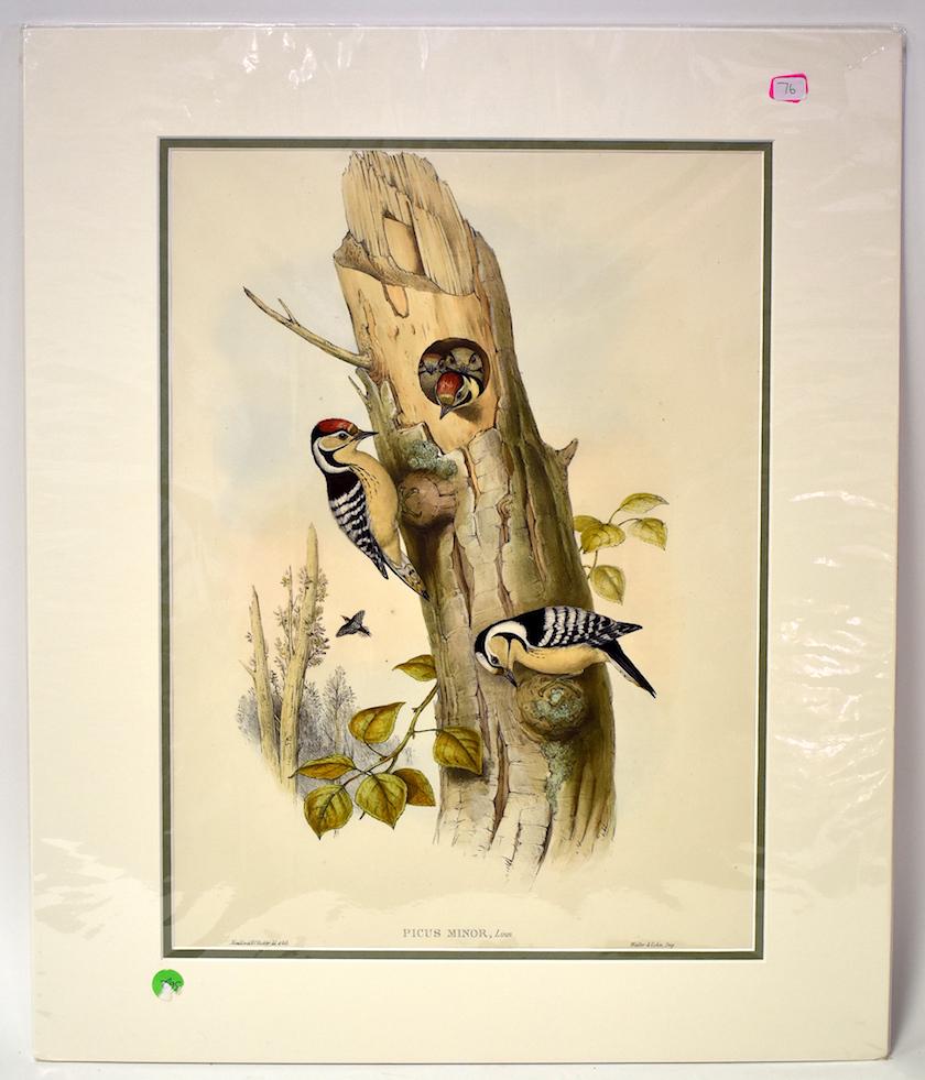 J. Gould & H.C. Richter. Lithograph. Picus Minor: Lesser Spotted Woodpecker. J. Gould & H.C. Richter. Walter & Cohn. Gallery Matted. With Text. 24x20