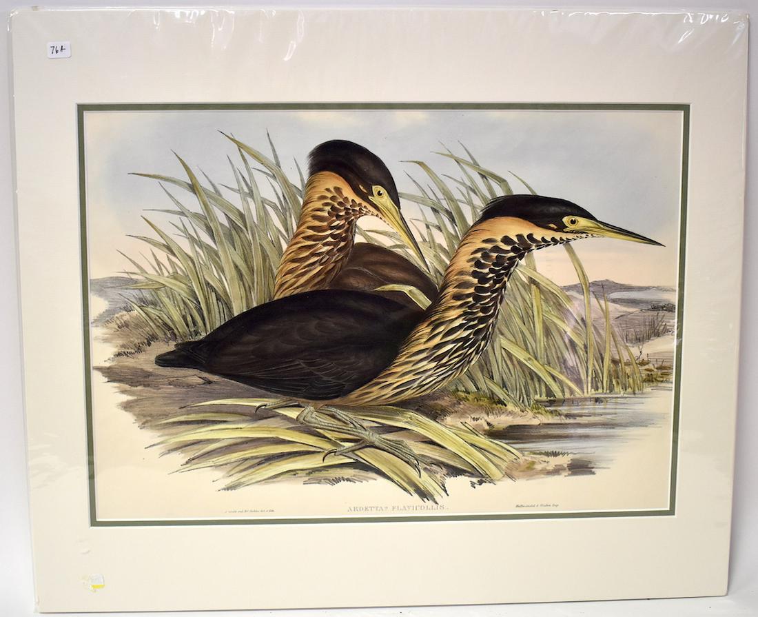 J. Gould & H.C. Richter. Lithograph. Ardetta: Yellow-necked Bittern. J.Gould & H.C. Richter. Hallmandel & Walten. Gallery Matted. Unopened. 24x20.
