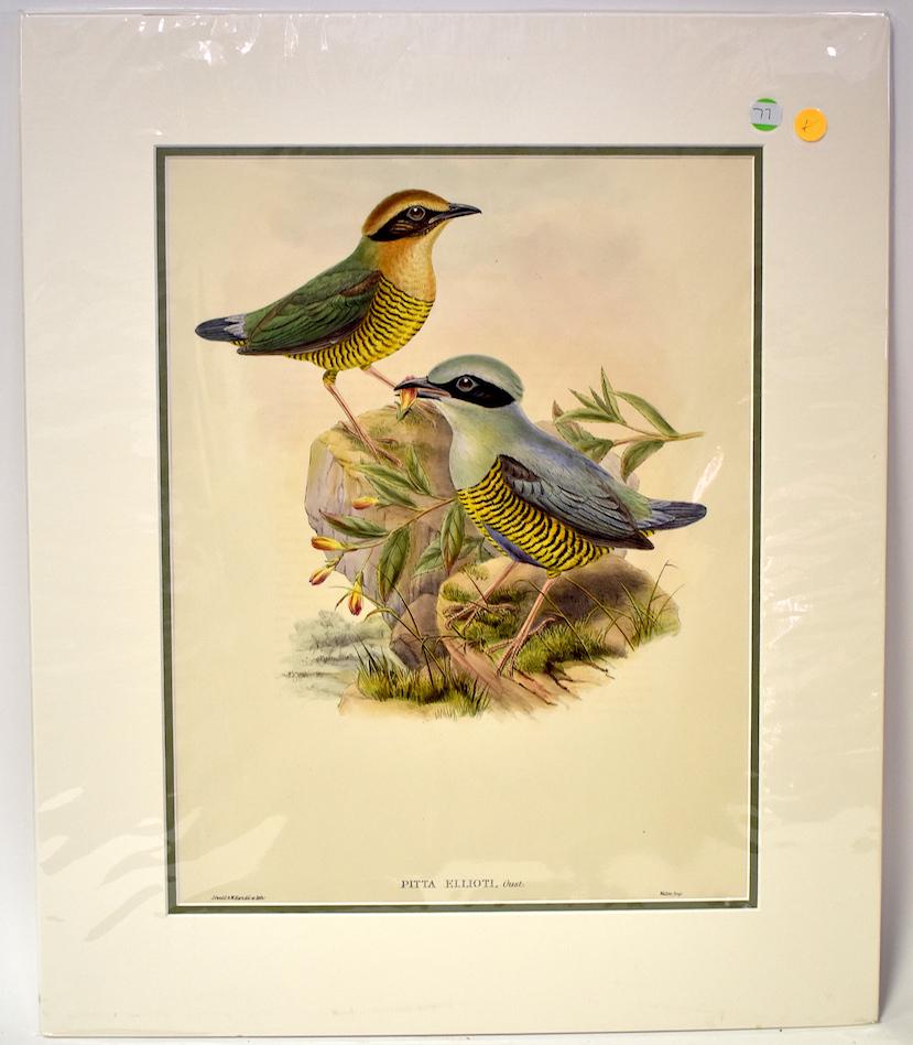 J. Gould & W. Hart. Lithograph. Pitta Ellioti: Elliot's Pitta. J.Gould & W. Hart.Walter IMP. Gallery Matted. With Text. 24x20
