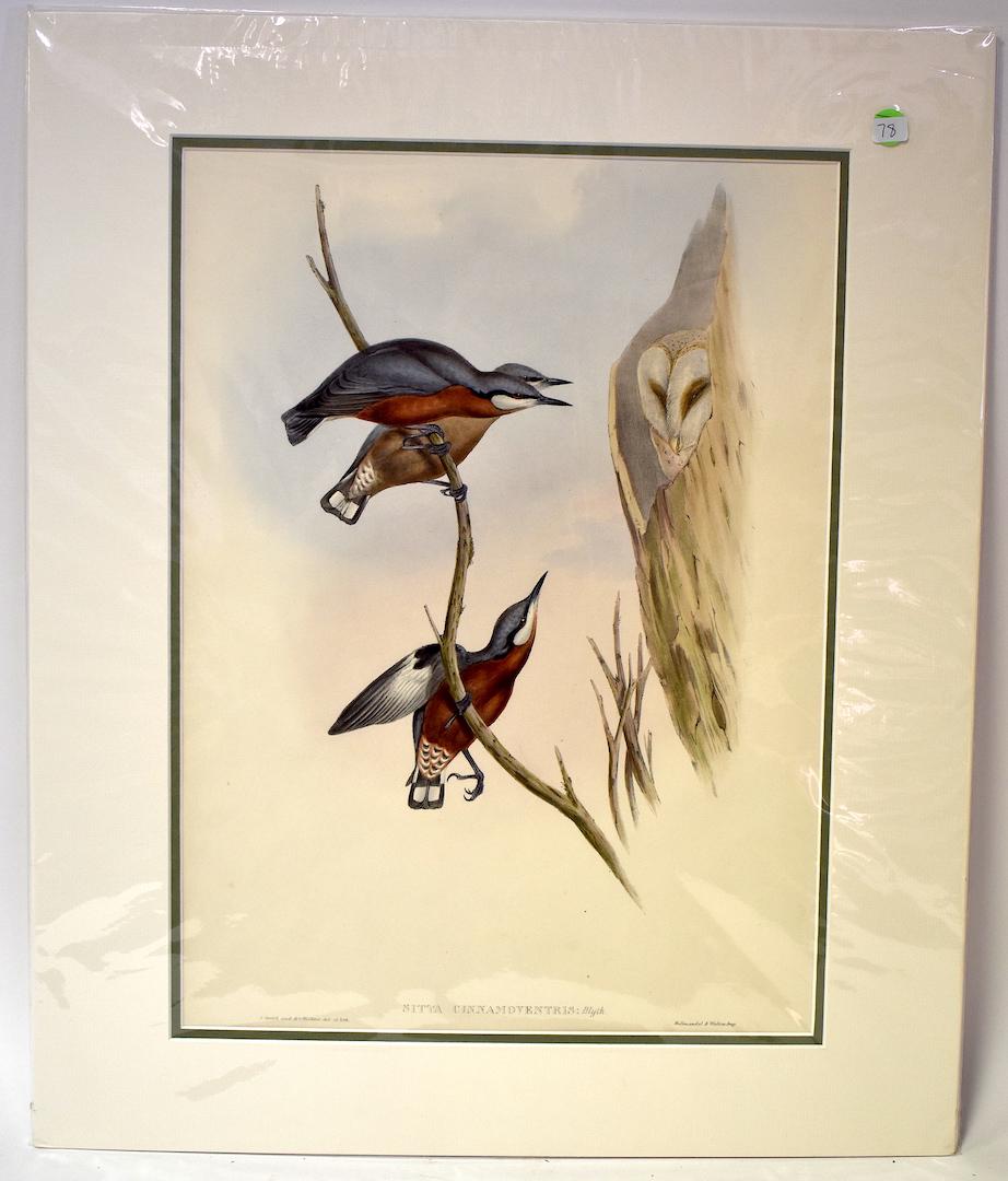 J. Gould & H.C. Richter. Lithograph. Sitta: Cinnamon-bellied Nuthatch. J.Gould & H.C. Richter. Hallmandel & Walten. Gallery Matted. With Text. 24x20