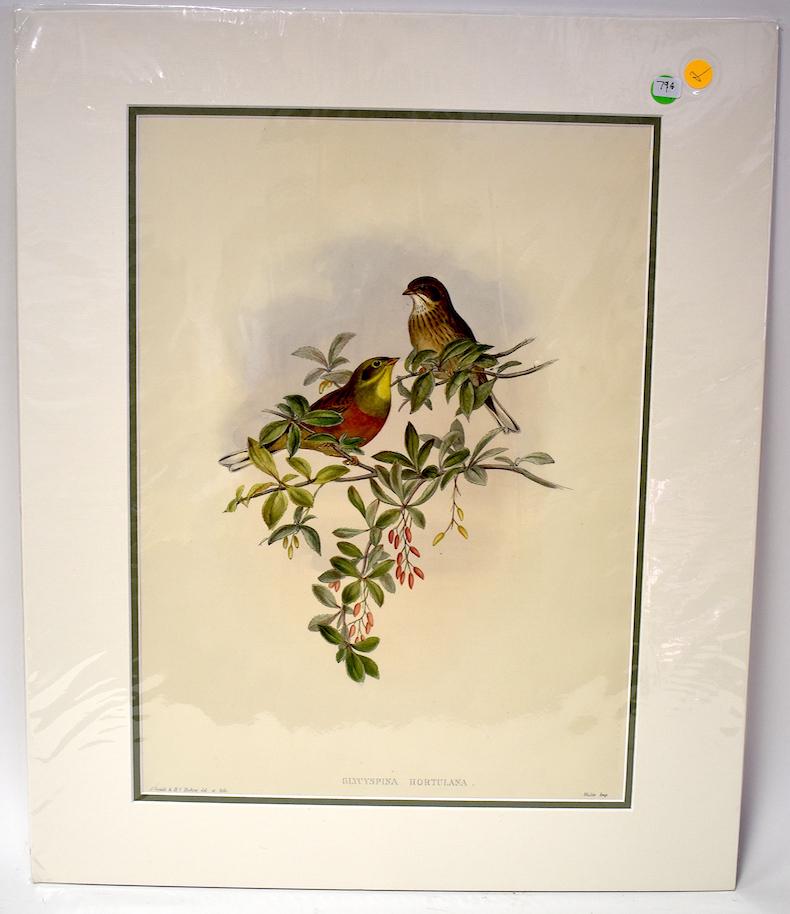 J. Gould & H.C. Richter. Lithograph. Glycyspina: Ortolan Bunting. J.Gould & H.C. Richter. Walter IMP. Gallery Matted. Unopened. 24x20
