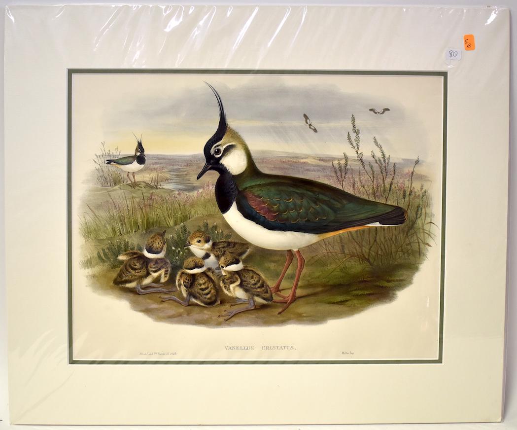 J. Gould & H.C. Richter. Lithograph. Vanellus Cristatus: Lapwing or Peewit. J. Gould & H.C. Richter. Walter. Gallery Matted. With Text. 24 x20