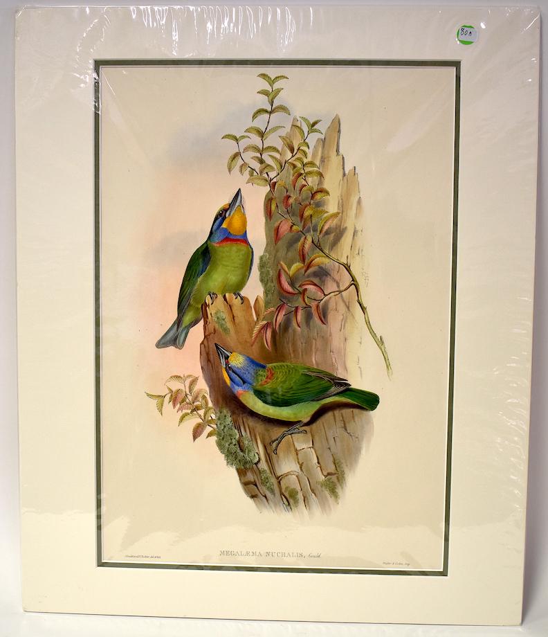 J. Gould & H.C. Richter. Lithograph. Megalaema Nuchalis: Embroidered Barbet. J.Gould & H.C. Richter. Walter & Cohn. Gallery Matted
