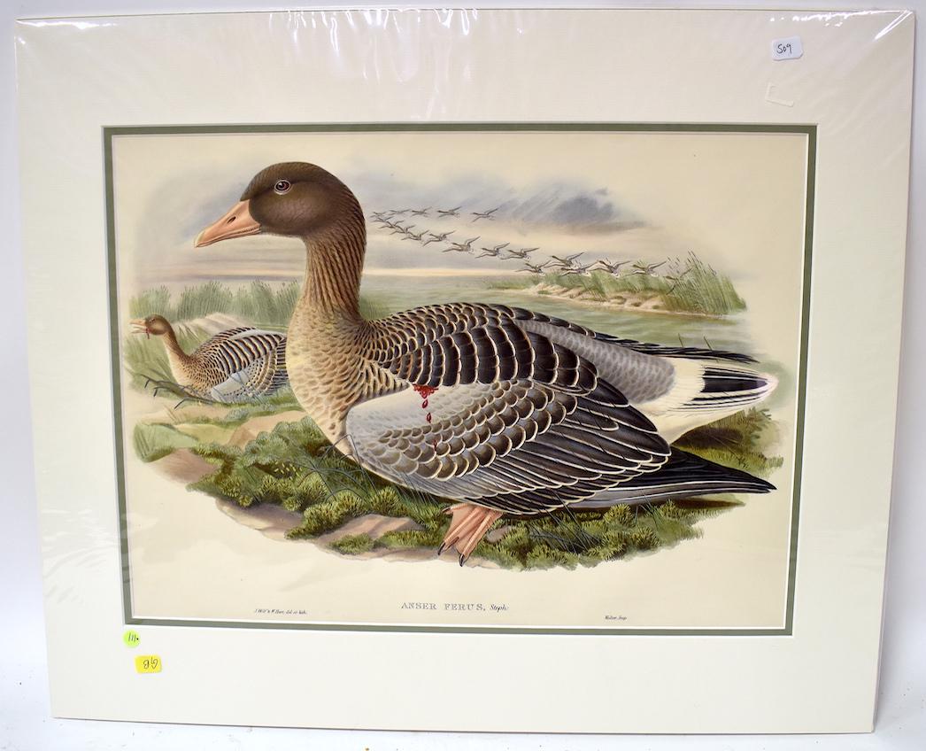 J.Wolf & W. Hart. Lithograph. Anser Ferus: Grey Lag Goose. J.Wolf & W.Hart. Walter IMP. Gallery Matted. Unopened. With Text. 24x20