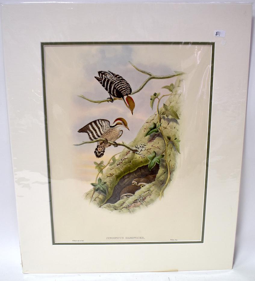 W. Hart. Lithograph. Iyngipicus Hardwickii: Hardwicke's Pygmy Woodpecker. W.Hart. Walter IMP. Gallery Matted. Unopened. With Text. 24x20