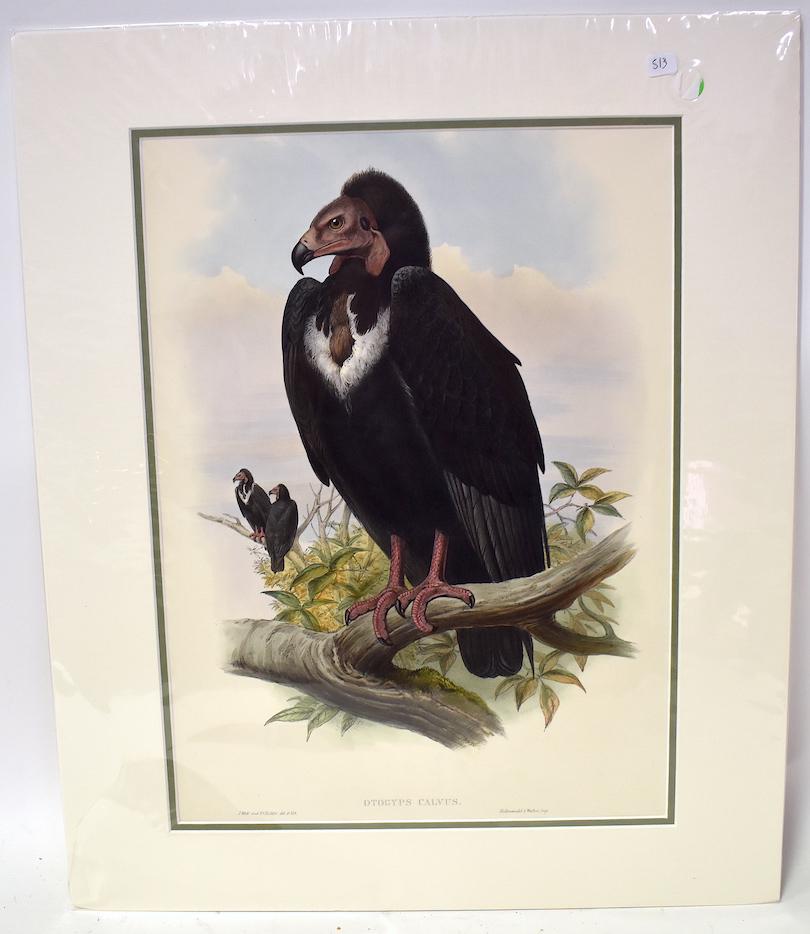 J.Wolf & H.C. Richter. Lithograph. Otogyps Calvus: Black Vulture. J.Wolf & H.C. Richter. Hallmandel & Walton IMP. Gallery Matted. Unopened. With Text. 24x20
