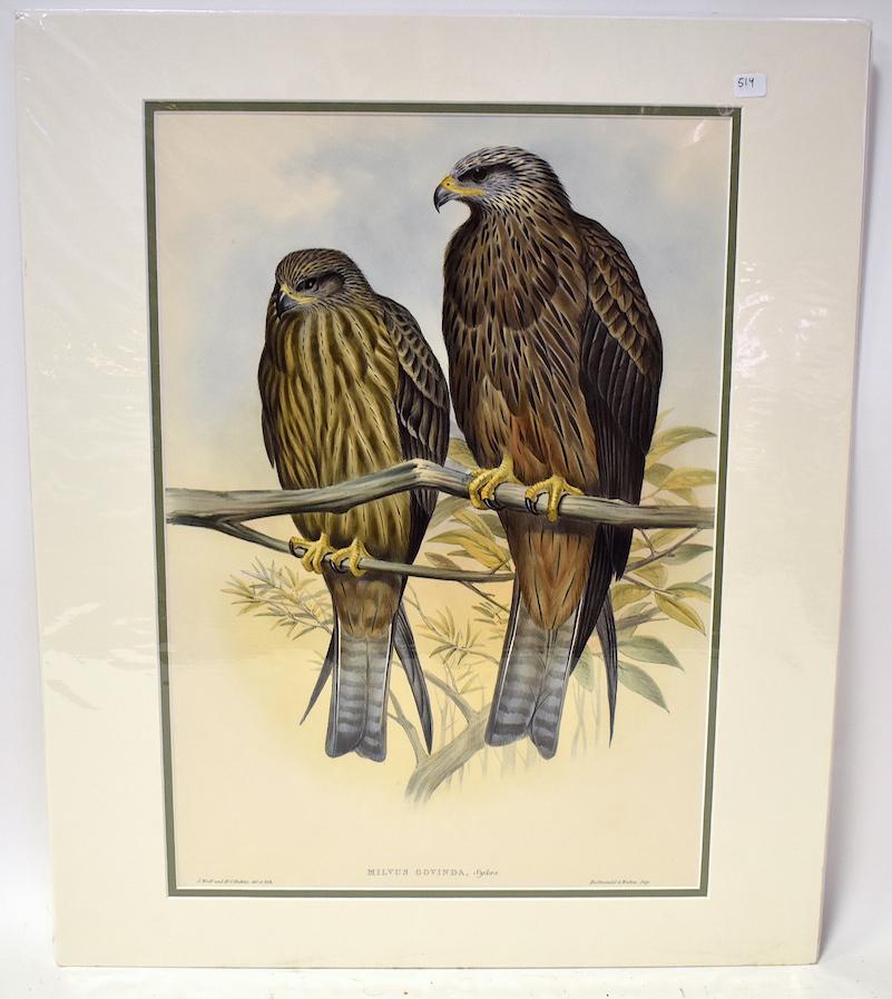 J.Wolf & H.C. Richter. Lithograph. Milvus Govind: Govinda Kite. J.Wolf & H.C. Richter. Hallmandel & Walton IMP. Gallery Matted. Unopened. With Text. 24x20