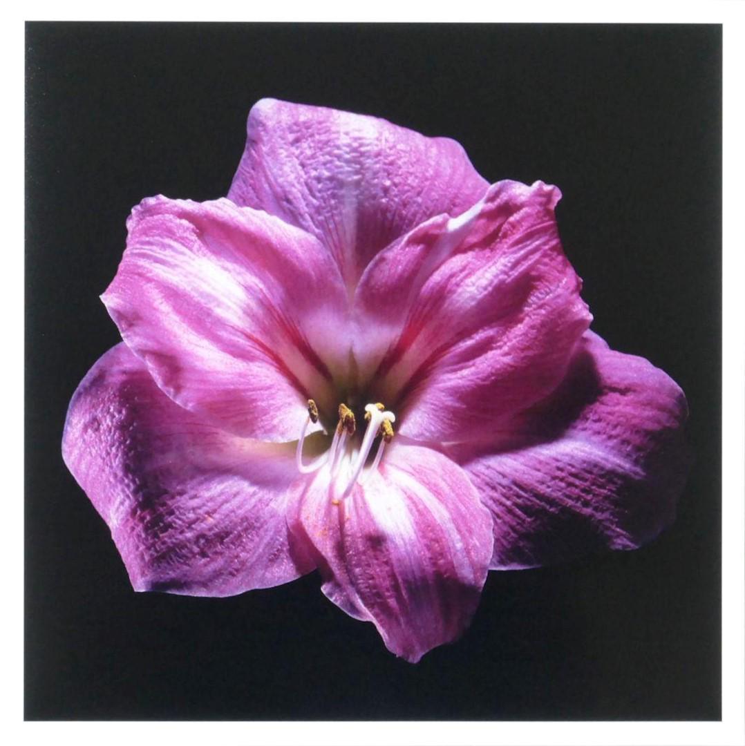 Robert Mapplethorpe Amaryllis Flower Classic Garden: Amaryllis Flower, measures 12.75"x 12.75", inner size, 12"x 12". Photograph has white border. Taken in 1985, this print dated 1999. It comes stamped by the photographer with other details for publicit