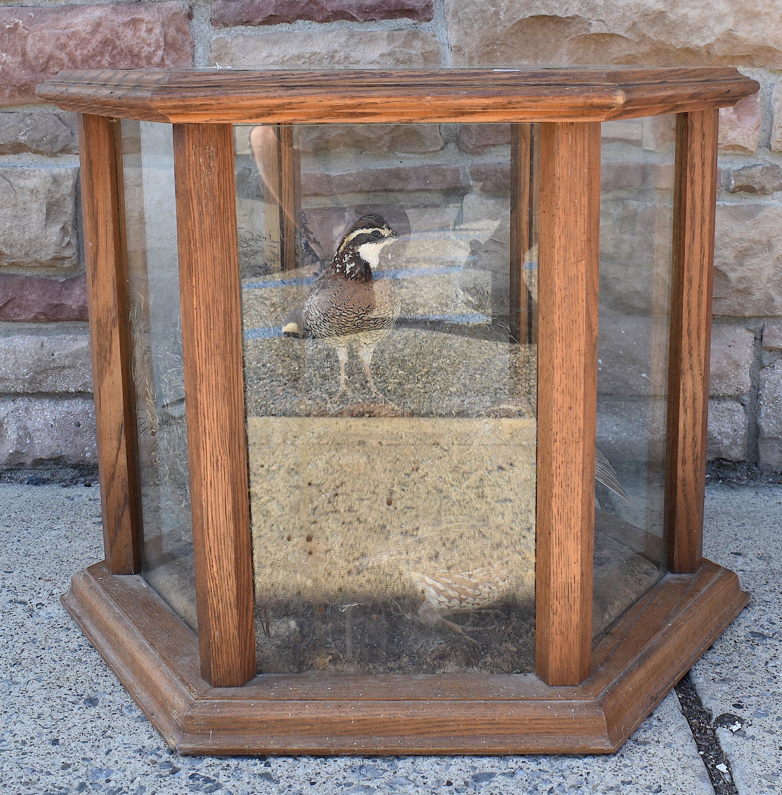 Oak and Glass Taxidermy Table.: From the Wildlife Collection Kingsville Texas. Octagonal Table with Taxidermy Pheasants Size Size 21"H x 27"W