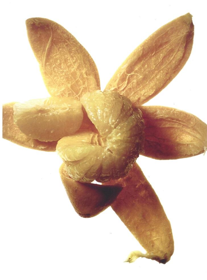 Peeled Citrus Irving Penn Publication Photo: Original Publication Photo, measuring approximately, 11"x9" includes white border. Taken in 1989 and, printed 1998. It comes stamped by the photographer and agency. The photograph is printed on double