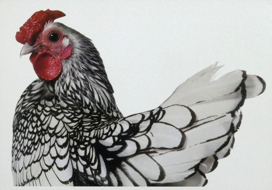 Irving Penn Feathered Chicken Publication Photo: Original Publication Photo, measuring approximately, 12"x17.5" includes white border. Taken in 1994, printed 1997. It comes stamped by the photographer and agency. The photograph is printed on double 