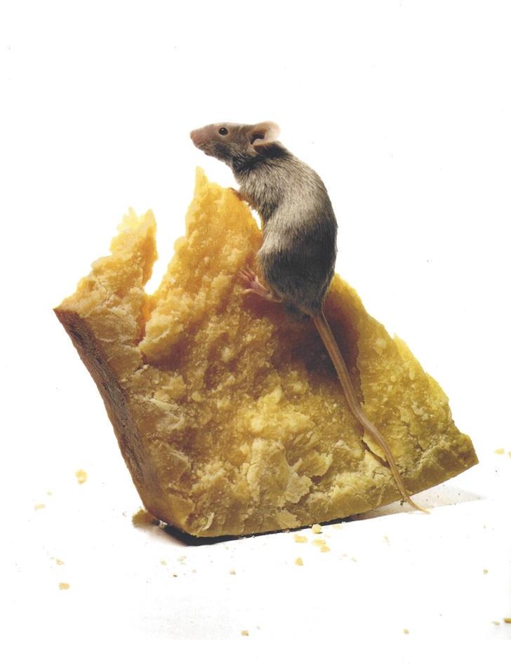 Irving Penn The Big Cheese Publication Photo: Original Publication Photo, measuring approximately, 11"x9.5" includes white border. Printed 1999. It comes stamped by the photographer and agency. The photograph is printed on double weight slight gl
