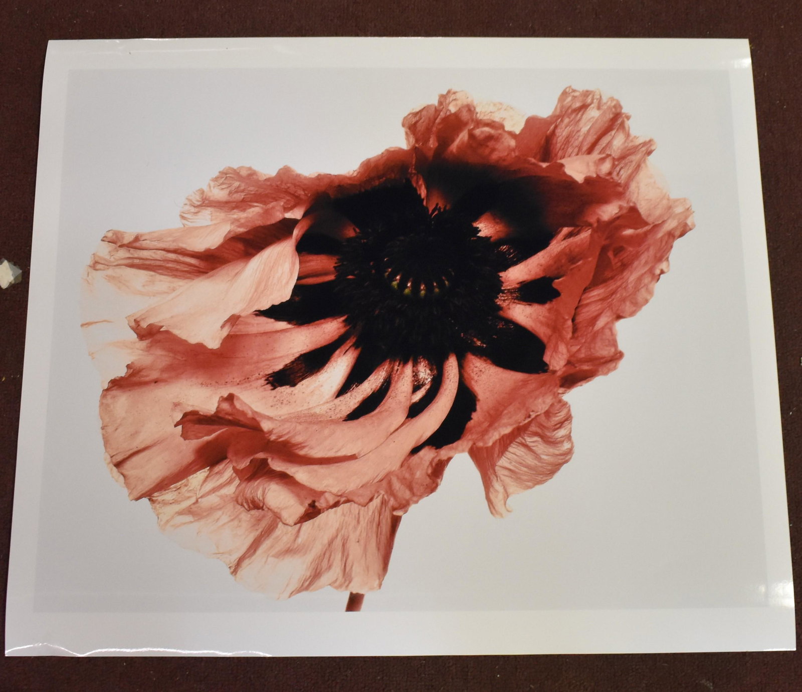 Irving Penn. Poppy. Photo: Stamps and Dated on the back. Size 19"H x 23"W